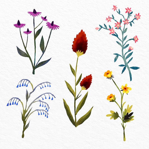 Free Vector watercolor botanical flower chart set