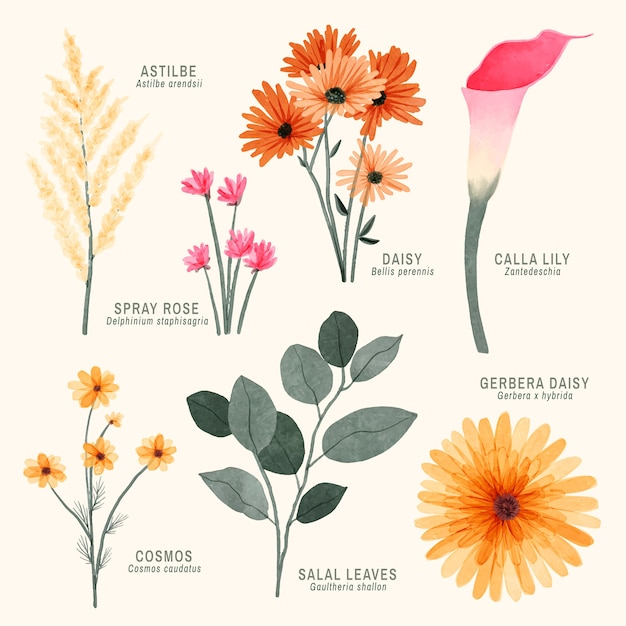 Free Vector watercolor botanical flower chart