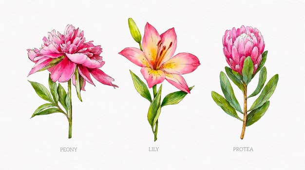 Watercolor botanical flower chart