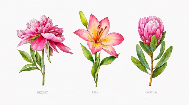 Watercolor botanical flower chart