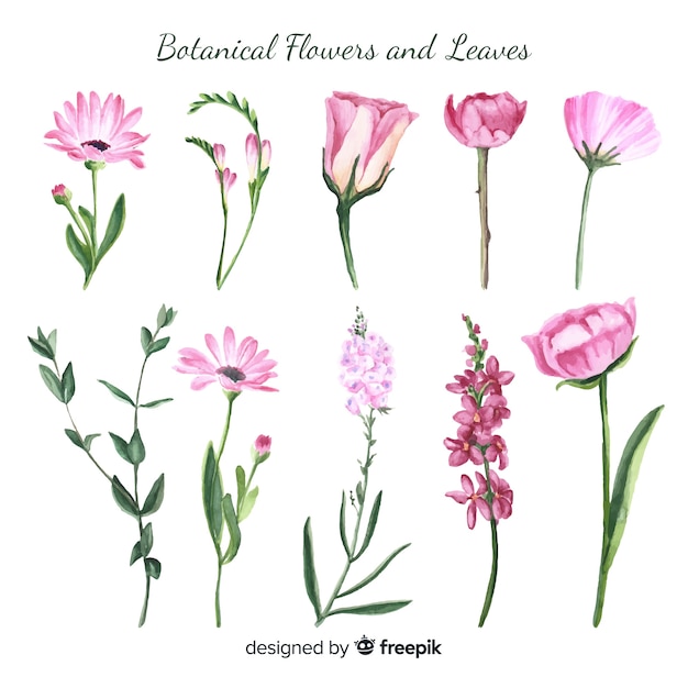 Watercolor botanical flowers and leaves