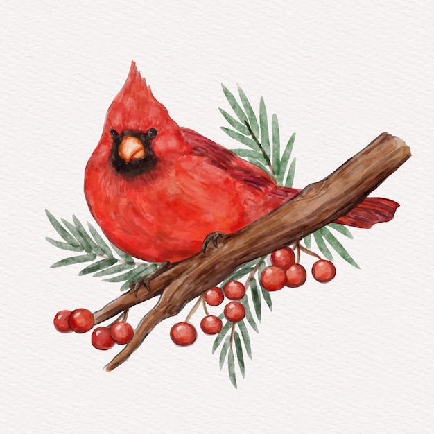 Watercolor cardinal bird illustration