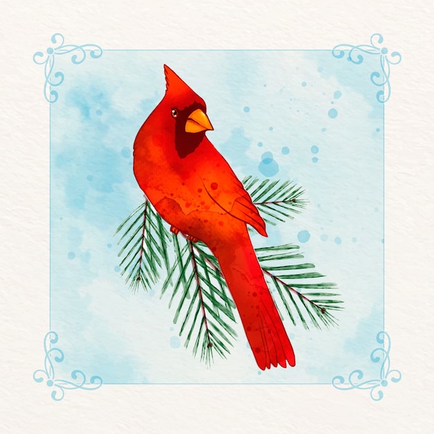 Watercolor cardinal bird illustration