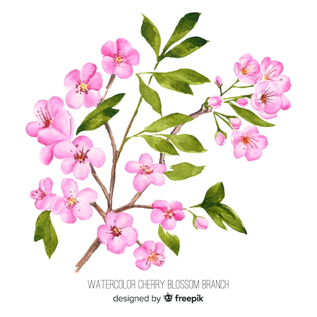 Watercolor cherry blossom branch