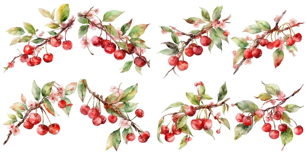 Free Vector watercolor cherry clipart