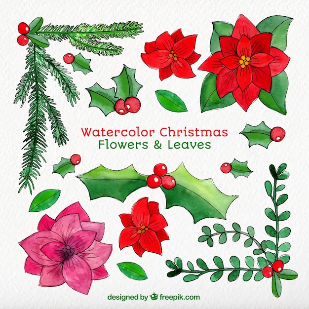 Free vector watercolor christmas flowers and leaves