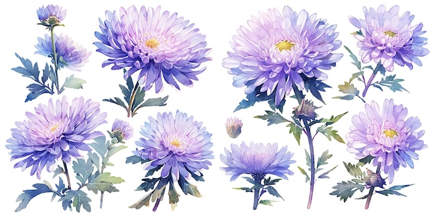 Free vector watercolor chrysanthemum clipart