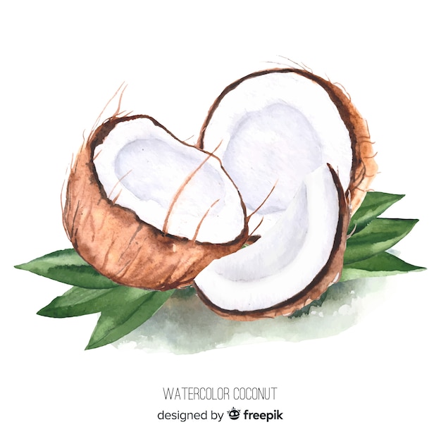 Watercolor coconut illustration