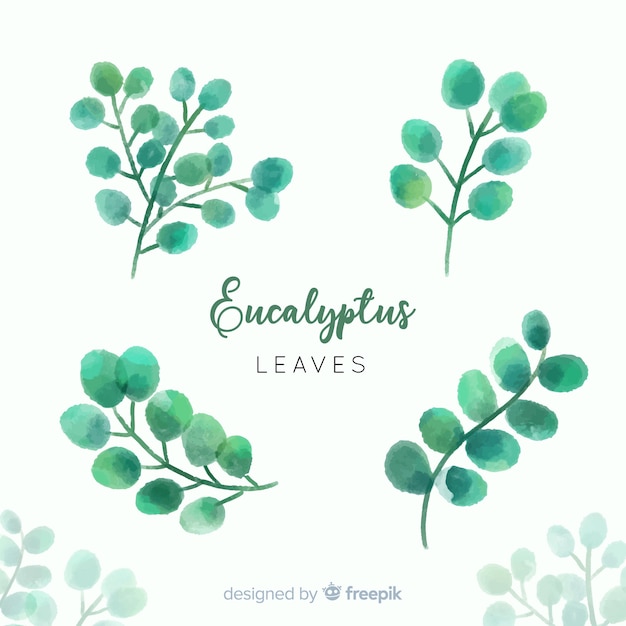 Watercolor eucalyptus leaves set