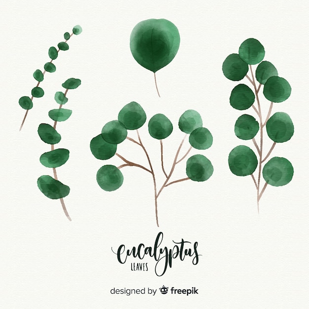 Watercolor eucalyptus leaves set