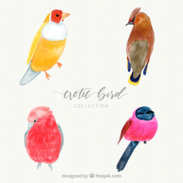 Free Vector watercolor exotic bird collection