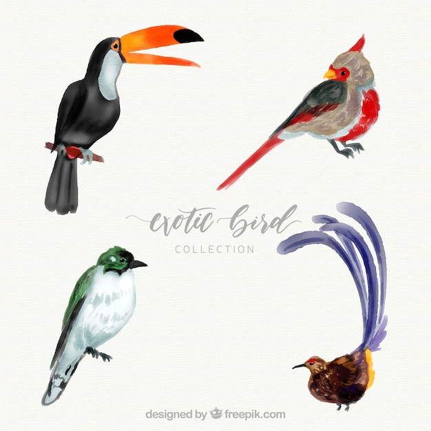 Watercolor exotic bird collection