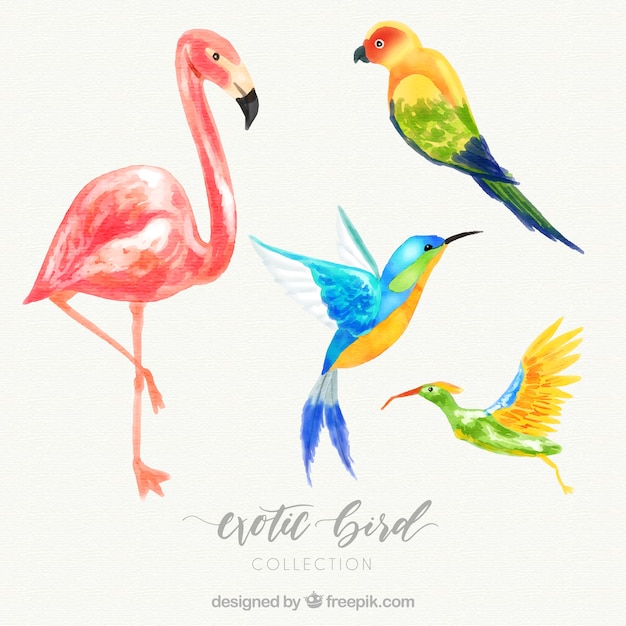 Free Vector watercolor exotic bird collection