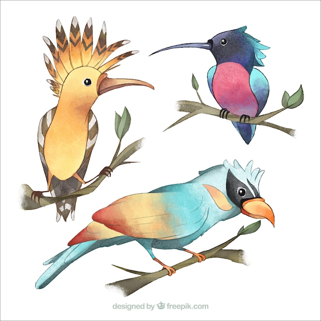 Free Vector watercolor exotic birds collection