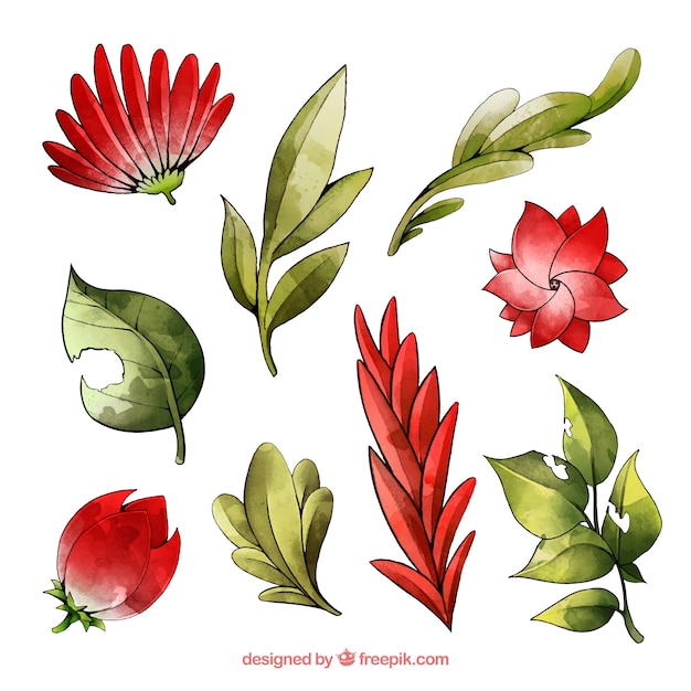 Free Vector watercolor floral elements collection 