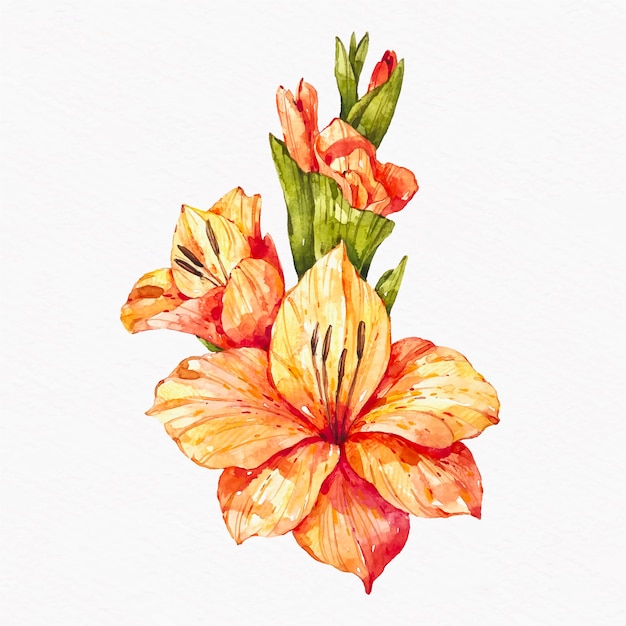 Watercolor gladiolus illustration