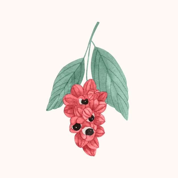 Free vector watercolor guarana illustration