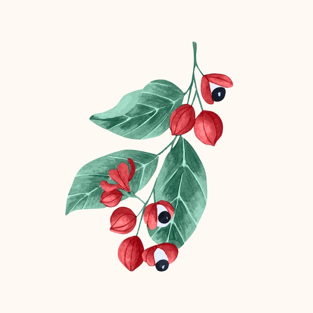 Free vector watercolor guarana illustration