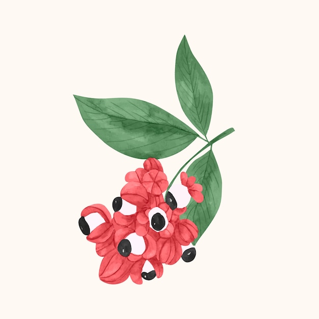 Free Vector watercolor guarana illustration