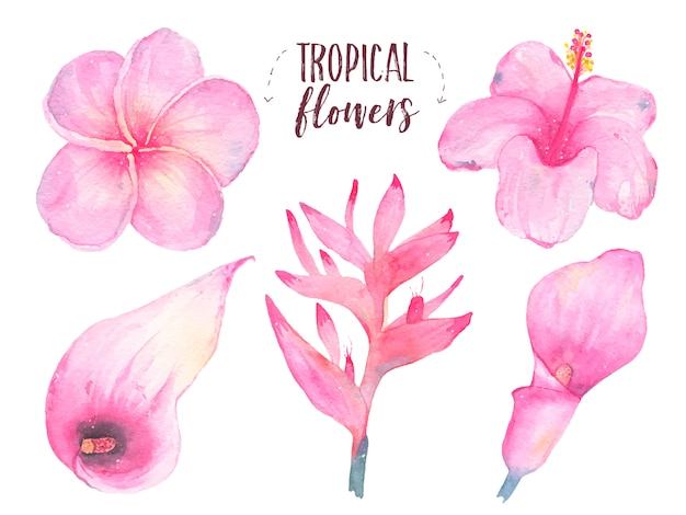 Free Vector watercolor hand painted tropical flower frangipani hibiscus calla lily set isolated on white