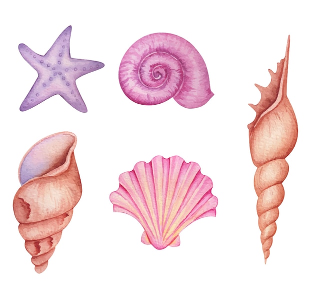 A watercolor illustration of shells and starfish