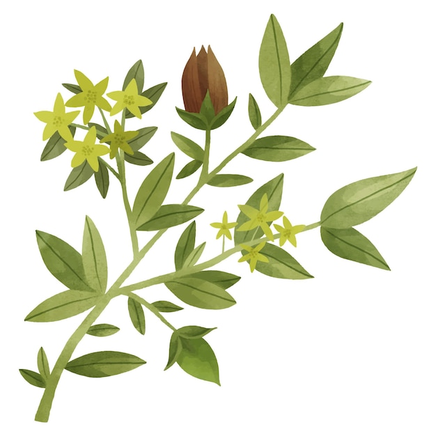 Free Vector watercolor jojoba plant illustration