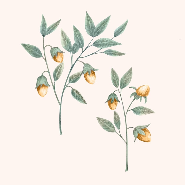 Free vector watercolor jojoba plant illustration