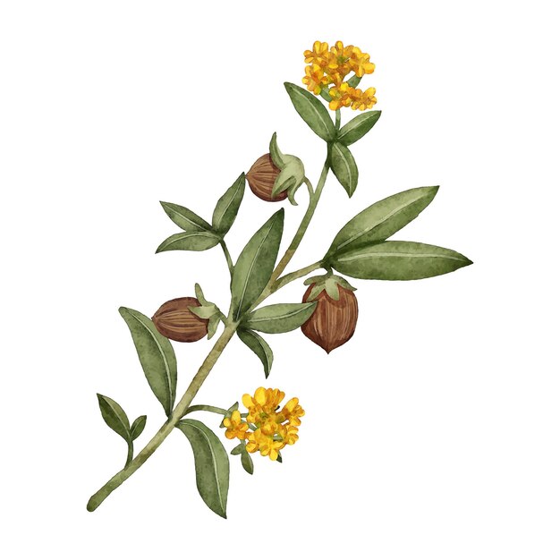 Watercolor jojoba plant illustration