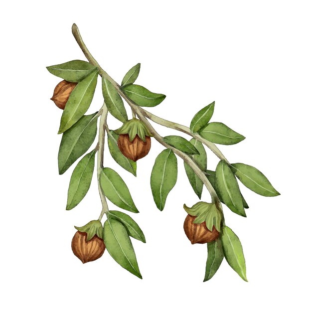 Watercolor jojoba plant illustration