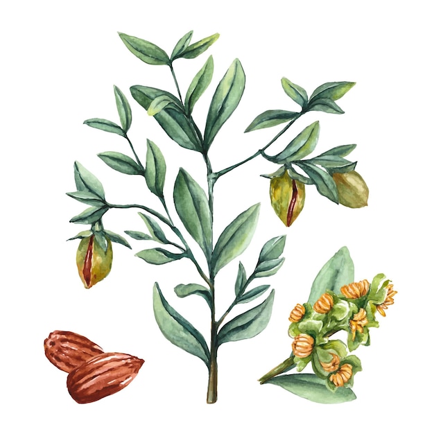 Watercolor jojoba plant illustration