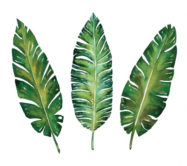 Watercolor leaves collection