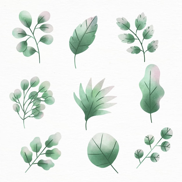 Watercolor leaves design set