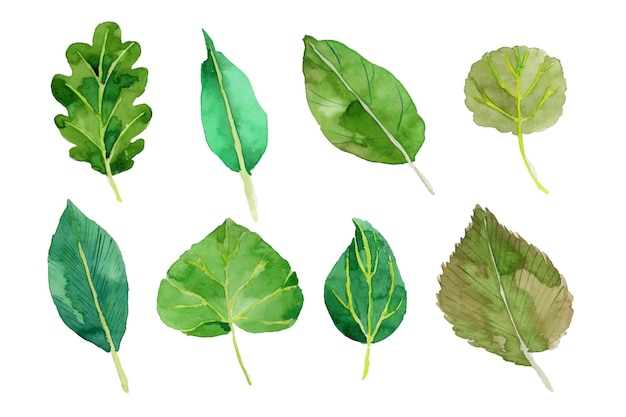 Free Vector watercolor leaves set