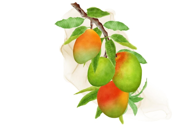 Free Vector watercolor mango branches and wreath design