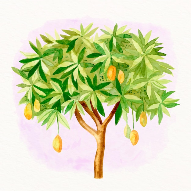 Free Vector watercolor mango tree illustration