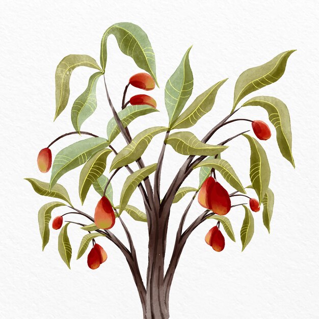 Watercolor mango tree illustration