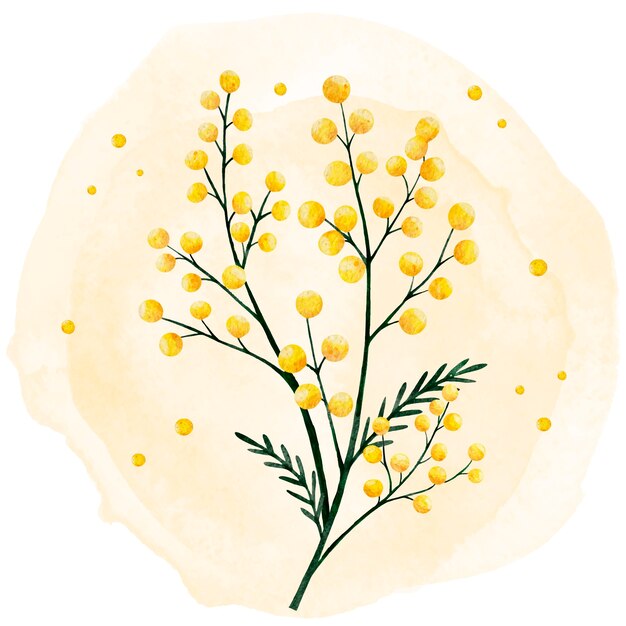 Watercolor mimosa illustration