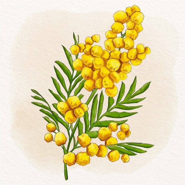 Watercolor mimosa illustration