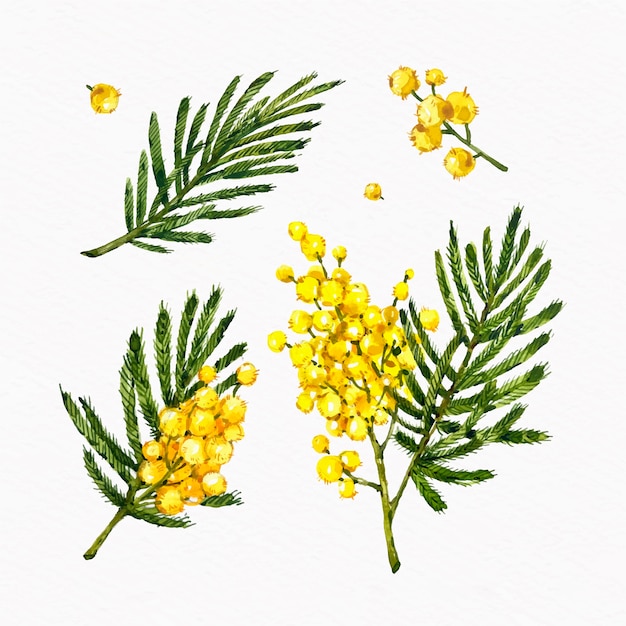 Watercolor mimosa illustration