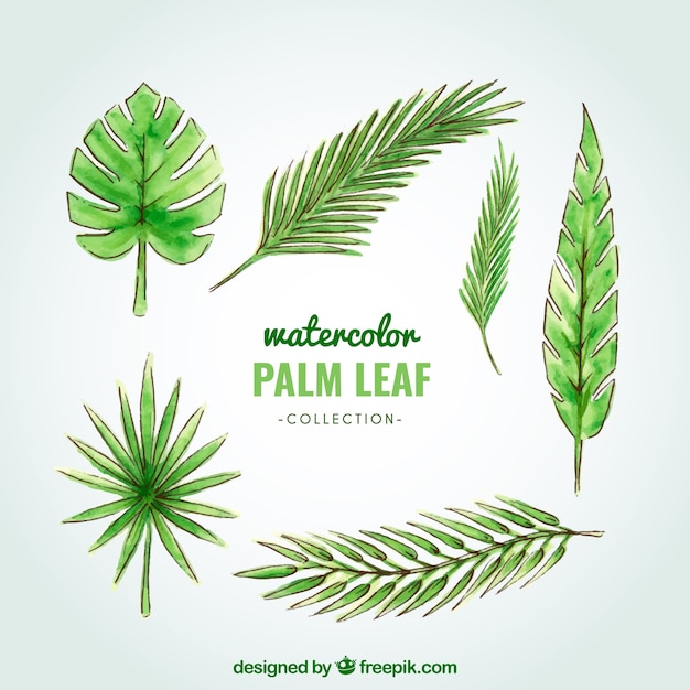 Watercolor palm tree leaf collection