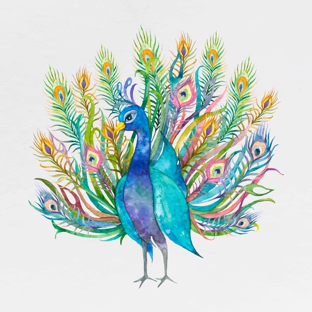 Free Vector watercolor peacock spreading its tails illustration