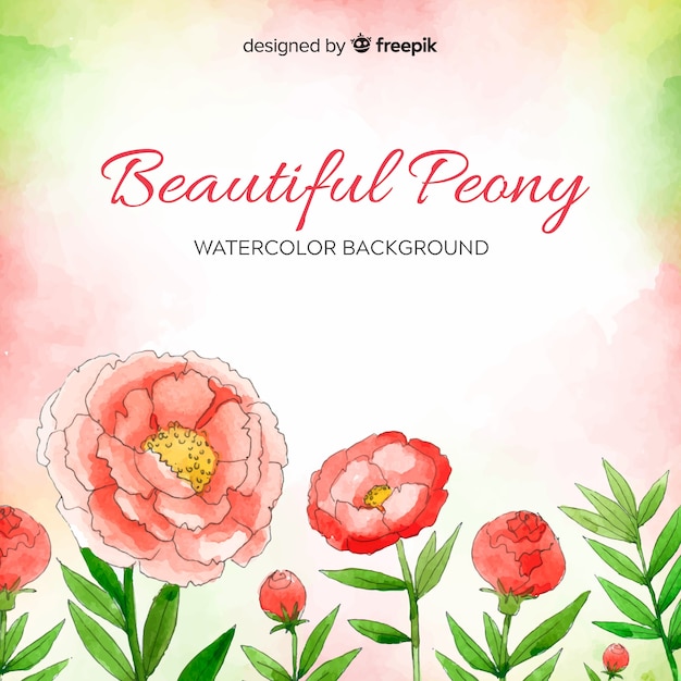 Watercolor peony flower background