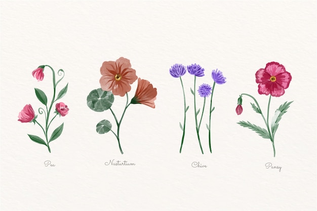 Free Vector watercolor plants botanical chart