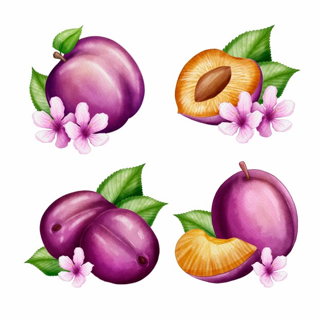 Watercolor plum fruit and flowers illustration