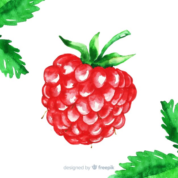 Watercolor raspberry