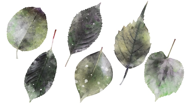 Free vector watercolor realistic leaf isolated elements collection