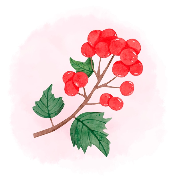 Free Vector watercolor rowan or viburnum flowers illustration