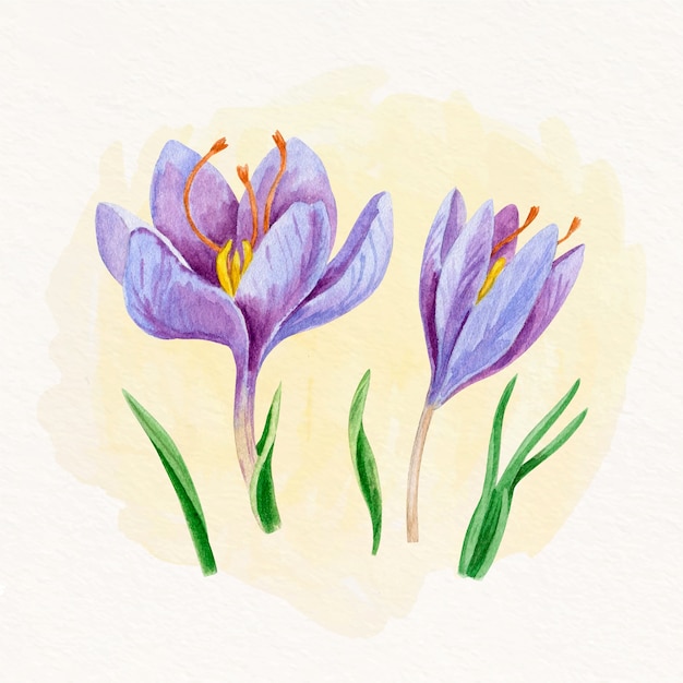 Free Vector watercolor saffron flower illustration