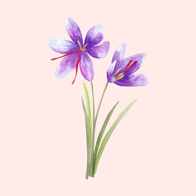 Free Vector watercolor saffron illustration