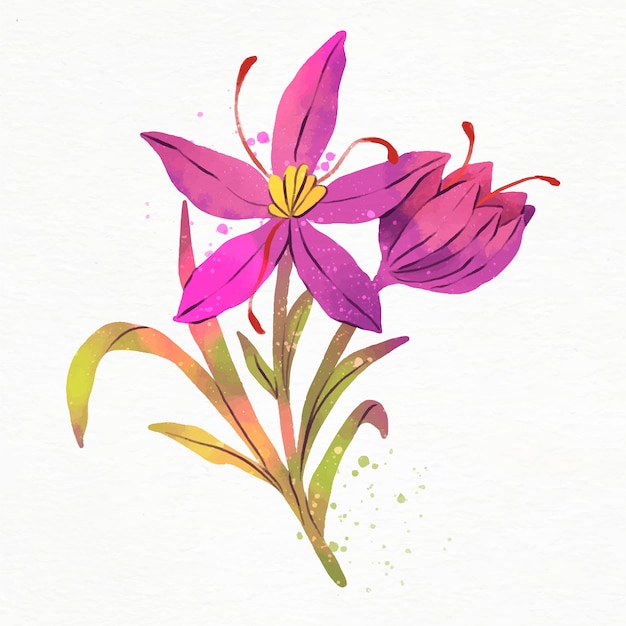 Free Vector watercolor saffron illustration